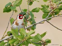 Putter  20250601  Zie je een putter zitten, kijk dan goed rond want in de regel vind je er dan nog wel een. Putters zijn namelijk graag onder bekenden. Lekker in een groepje is niet alleen gezelliger maar ook veiliger. Zo onder elkaar praten ze ook veel met elkaar. Hun gebrabbel is dan ook best vaal te horen en ook wel goed te herkennen.