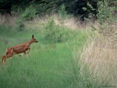 Ree  20250603  Regte Heide