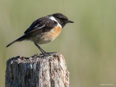 Roodborsttapuit  20250519  Hogerwaardpolder
