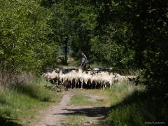 Schaapskudde  20250611  Oude Buisse Heide