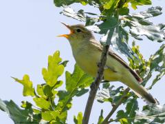 Spotvogel  20250623  Heb lang gedacht dat de spotvogel heel klein was maar dat valt mee, is zelfs ietsjes groter dan een fitis. Echte kortstondige zomergasten zijn het. Over een week of zeven vertrekken ze alweer naar warmere oorden. Ze laten zich nog niet zo makkelijk zien, blijven vaak binnenin een struik zitten. Een foto maken van deze erg gevarieerde zanger is dan ook niet zo makkelijk.