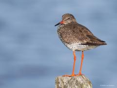 Tureluur  20250530  Bij een rondje Oosterschelde kun je wel eens wat geluk hebben en een tureluur tegen komen die even op een paaltje wil poseren. Ze hebben het best moeilijk deze steltlopers. De aantallen gaan achteruit. Hun biotoop staat onder druk o.a. door het industriële raaigras. En dat helaas niet alleen bij deze soort.