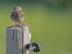 Veldleeuwerik  20250523  Ze hebben stevige snavels die veldleeuwerikken. Ze zullen naast insecten ook wel zaden eten neem ik aan. Nog mooier dan zo op een paaltje is natuurlijk hun kenmerkende zangvlucht. Die mag in het voorjaar niet ontbreken maar helaas is de soort sterk achteruit gegaan de laatste decennia.