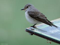 Grauwe vliegenvanger  20250517  Pannenhoef