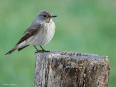 Grauwe Vliegenvanger  20250707  Een niet zo bekende zangvogel op een bekende plek verwacht ik. Want ik denk dat veel fietsers en natuurliefhebbers de informatieplaat waarop deze zomergast zit zullen herkennen. Vlakbij werd een broedsel met succes groot gebracht. Ongeveer 20.000 paartjes doen dat na in Nederland.