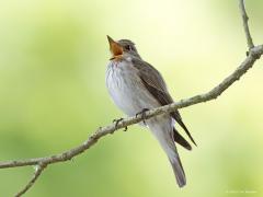 Grauwe vliegenvanger  20250613  Pannenhoef