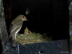 Grauwe Vliegenvanger  20250711  Met nestfotografie moet je oppassen. Niets verstoren is de opdracht. Hier was dat geen probleem. Temeer omdat deze soort niet bang is van wat mensen in de buurt, wil zelfs graag in de buurt van mensen zijn nest bouwen. Ik plaats deze foto's ook nu pas nadat de jongen al weken terug zijn uitgevlogen.