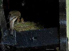 Grauwe vliegenvanger  20250613  Pannenhoef