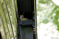 Grauwe Vliegenvanger  20250711  Met nestfotografie moet je oppassen. Niets verstoren is de opdracht. Hier was dat geen probleem. Temeer omdat deze soort niet bang is van wat mensen in de buurt, wil zelfs graag in de buurt van mensen zijn nest bouwen. Ik plaats deze foto's ook nu pas nadat de jongen al weken terug zijn uitgevlogen.