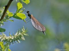 Weidebeekjuffer  20250709  Ik let meer op vogels dan op insecten. Ik weet overigens wel hoe boeiend die insecten zijn. Toen ik deze juffer op bijna drie meter hoogte in een struik zag zitten, uitzonderlijk hoog voor een juffer meen ik, heb ik er toch eens mijn telelens op gericht. Daarmee win je het natuurlijk niet van een macrolens maar toch. Ik denk dat dit een vrouwtje van een weidebeekjuffer is. Bijna 5 cm groot van neus tot bibs. Ze vliegen hier in Zundert best veel in het rond van half april tot half 