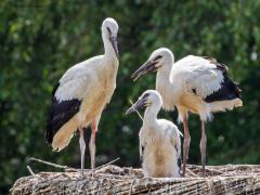 Ooievaar  20250628  Precies 14 dagen zit tussen deze twee foto's van de jonge ooievaars daar bij Effen. Hoe groter de vogels hoe langer de nesttijd is. De drie zijn in deze 2 weken gegroeid; de veren zijn meer ontwikkeld, de snavel vertoond al wat rood, de poten ook. De snavels zijn ook groter geworden. Toch had ik een groter verschil verwacht. De kleinste blijft nog steeds flink achter. Zou er toch geen voedsel in overvloed zijn. Maar hopen dat het allemaal goed komt.