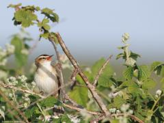 Rietzanger  20250717  Wat mij betreft een erg welkome zomergast deze rietzanger. Vanwege zijn uiterlijk en zijn zang. In West- en Noord-Nederland is de soort een talrijke broedvogel in allerlei moerassen en soms ook in riet langs sloten in boerenland. Tussen ca. 1970 en 1985 ging het slecht met de soort. Vanaf ca. 1995 is er een herstel van de eerdere inzinking. De neerslag in de Sahel is bepalend voor de winteroverleving en speelt een doorslaggevende rol in de landelijke trend.
