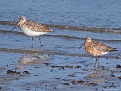 Rosse grutto  20250526  Schakerloopolder