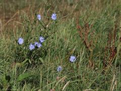 Tapuit  20250830  Vanmorgen naar de Bleke Heide geweest. Heel weinig vogels, heel weinig water nog in de vennen. Gelukkig zag ik nog een tapuit op de trek. Een beetje uit frustratie ook maar een bloempje en een hele grote vlieger gefotografeerd.
