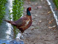 Fazant  20250820  Eigenlijk best wel een mooie vogel die fazant. Maar of het ook mooie natuurfoto's zijn? Zo in een boomkwekerij is een niet erg natuurlijk beeld. En de vogel zelf is geen echte natuurlijke Nederlander.