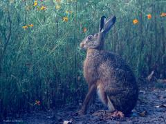 Haas  20250816  Gisterenmorgen vroeg duurde het even voordat het echt helder werd. Er hing een beetje een ochtendmist. Dat weerhield deze haas niet om aan tafel te gaan bij een boomkwekerijveld waarop afrikaantjes als groenbemesting waren gezaaid. Er werden heel wat stengeltjes opgepeuzeld.