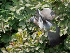 Houtduif  20250608  Tuin