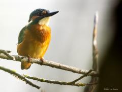 IJsvogel  20250815  Het is een hele poos geleden dat ik een ijsvogel in beeld kreeg. Vanmorgen lukte dat, zij het onder ongelukkige omstandigheden. Ik stond achter struiken en zo verstoren takken tussen de lens en de vogel het beeld. Vooral door takjes vlak voor de lens, die dan heel onscherp of zelfs nog nauwelijks zichtbaar zijn, verlies je veel contrast en kleurkracht. Ook kwam het licht ongunstig op het prachtige vogeltje. Kortom, geen prachtfoto maar nog steeds een prachtvogeltje en wat mij betreft de 