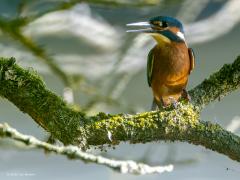 IJsvogel  20250826  Even vooraf. Ik reageer niet vaak op de reacties die jullie bij mijn foto's plaatsen. Maar dat betekent niet dat ik dat niet leuk vind en niet waardeer, in tegendeel. Daarom, dankjewel iedereen voor de geplaatste respons! Terug naar het mooie ijsvogeltje. Toen ik bij het ven naast een moerassig stukje zat te posten in de hoop het mooie vissertje nog eens te zien viel het me erg op dat ik erg weinig last had van muggen. Wel fijn daar natuurlijk maar ook een minder goed teken. De oorzaak i