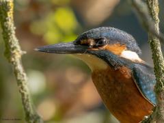 IJsvogel  20250818  Ben nog eens terug geweest naar de plek waar ik eerder de ijsvogel spotte. Heb er een tijdje onder mijn camouflagedoek gezeten. En niet voor niets. Het prachtbeestje liet zich weer zien. Ik denk een mannetje want ik zie geen rood op de ondersnavel.