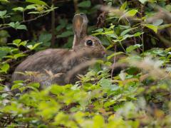 Konijn  20250804  Deze morgen ontmoet in de Pannenhoef. Gelukkig zitten er nog een paar, een paar meer zou best mogen denk ik. Het konijn is een familielid uit de groep van de hazen, de Lagomorpha. Het konijn zelf is de enige soort uit zijn geslacht, de Leporidae. Konijnen zijn geen knaagdieren. Knaagdieren beschikken in het bovenste deel van het gebit over maar twee snijtanden, terwijl haasachtigen er vier hebben, waarvan de twee stifttanden achter de bovenste snijtanden staan.