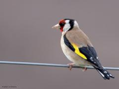 Putter  20250731  Heb je er eentje in beeld dan goed opletten, goed rondkijken, goed luisteren. Want vaak verschijnt of vind je een tweede. Of derde, of? Het kunnen er niet teveel zijn.