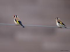 Putter  20250731  Heb je er eentje in beeld dan goed opletten, goed rondkijken, goed luisteren. Want vaak verschijnt of vind je een tweede. Of derde, of? Het kunnen er niet teveel zijn.