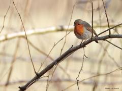 Roodborst  20250812  Niet weg te denken uit onze tuinen en bossen de roodborst. Hoop dat dat zo blijft. Foerageren op de ruwe schors van een boom doen ze af en toe ook, daar zijn ook spinnetjes en zo te vinden. Maar normaliter vind je ze op een takje. Ze zijn niet erg bang en verraden hun plekje vaak door hun liedje. De zomervogels trekken deels in de wintermaanden naar het zuiden en worden in die winter aangevuld door vogels uit het Noorden.