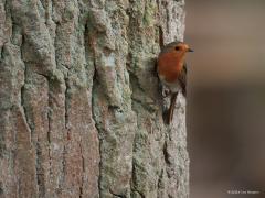 Roodborst  20250812  Niet weg te denken uit onze tuinen en bossen de roodborst. Hoop dat dat zo blijft. Foerageren op de ruwe schors van een boom doen ze af en toe ook, daar zijn ook spinnetjes en zo te vinden. Maar normaliter vind je ze op een takje. Ze zijn niet erg bang en verraden hun plekje vaak door hun liedje. De zomervogels trekken deels in de wintermaanden naar het zuiden en worden in die winter aangevuld door vogels uit het Noorden.