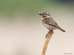 Roodborsttapuit  20250727  Hiervoor toonde ik het mannetje, hier het vrouwtje. Er zijn enkele overeenkomsten tussen meneer en mevrouw, de witte halsstreep, de roze borst. Maar erg duidelijk is dat niet. Gelukkig zie je heel vaak een stelletje samen, het mannetje is onmiskenbaar, de metgezel is dan vanzelf als vrouwtje te herkennen.