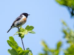 Roodborsttapuit  20250611  Oude Buisse Heide