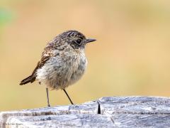 Roodborsttapuit  20250729  Volgens mij een vrouwtje roodborsttapuit. Is het een vogeltje dat dit jaar geboren is?