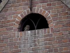 Steenuil  20250822  Een hele boel jaren terug had ik al eens in dit glasloze schuurraampje steenuiltjes gespot en gefotografeerd. Daarna lange tijd daar geen uiltjes meer gezien. Maar gelukkig dit weekend weer wel. Ik word daar vrolijk van en ik denk niet alleen ik. Kon meerdere foto's maken, hier een eerste daarvan.