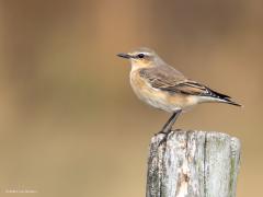 Tapuit  20250830  Vanmorgen naar de Bleke Heide geweest. Heel weinig vogels, heel weinig water nog in de vennen. Gelukkig zag ik nog een tapuit op de trek. Een beetje uit frustratie ook maar een bloempje en een hele grote vlieger gefotografeerd.