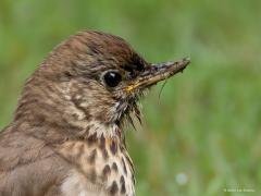 Zanglijster  20250806  Van zondag op maandag had het geregend. Het gras was dus nog flink nat. Dat is te herkennen aan de snuit van deze zanglijster die nog druk bezig was om tussen het gras wat eetbaars te vinden.