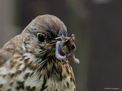 Zanglijster  20250824  Dit beeld zal ondertussen voor dit jaar weer wel verleden tijd zijn. Immers, alle jonge zanglijsters dit jaar zullen nu wel uitgevlogen zijn. Wat hebben de ouders hard moeten werken. Hoe krijgen ze het voor elkaar, zoveel wormen tegelijk in de snavel.