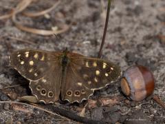 Bont zandoogje  20250924  Rondgors