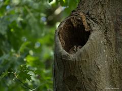 Bosuil  20250912  Heel leuk om waar te nemen dat deze bosuil nog steeds tevreden is met zijn huis. Moest wel even goed kijken want hij, of zij, dat onderscheid zie je niet, zat flink onderuit gezakt diep in het hol. Onwaarschijnlijk hoe alert vogels zijn, ik stond gewoon rustig stilletjes op het zandpad maar toch deed de uil zijn ogen een beetje open om poolshoogte te nemen.