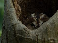 Bosuil  20250912  Heel leuk om waar te nemen dat deze bosuil nog steeds tevreden is met zijn huis. Moest wel even goed kijken want hij, of zij, dat onderscheid zie je niet, zat flink onderuit gezakt diep in het hol. Onwaarschijnlijk hoe alert vogels zijn, ik stond gewoon rustig stilletjes op het zandpad maar toch deed de uil zijn ogen een beetje open om poolshoogte te nemen.