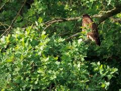 Buizerd  20250913  Iedereen kent deze grote roofvogel wel verwacht ik. We zien hem immers best veel rondom ons. Het hele jaar door. De verschillen in zomer- en winteraantallen zijn niet zo heel groot. Landelijk waren er rond 1970 slechts enkele honderden paren, een dieptepunt. Kwam vooral door het landbouwgif. Na het verbod daarvan herstelde de stand en kon die uitgroeien tot niet eerder bekende niveaus. Daarbij hielp ook het ouder wordende Nederlandse bos. Ook ging de soort meer broeden in de lage delen va