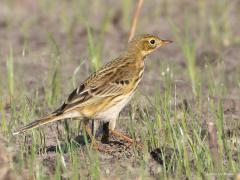 Graspieper  20250923  Momenteel zien we in ons buitengebied op akkers veel graspiepers. Vaak in groepjes, bezig met de trek. Met flinke stappen  zoeken ze heel wat meters akkerland af op zoek naar wat eetbaars. Gisteren scheen het zonnetje nog waardoor de pieper nog mooi gekleurd bleek.