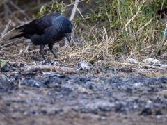 Kauw  20250901  Bergsediepsluis