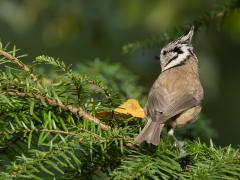 Kuifmees  20251002  Moeren Biekorf