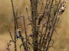 Putter  20250905  Vandaag de dag zijn er nog enkele jonge vogeltjes die bij een ouder om eten bedelen. Zo hier een jong puttertje dat druk kwebbelend met zijn vleugeltjes trilt om aan te geven dat het ook wel wat zaadjes lust. Trillen met de vleugeltjes doen veel jonge vogeltjes als ze ouders zien en honger hebben.