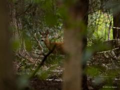 Ree  20250909  Gisteren nog even in De Beneden Moeren gewandeld. Doodstil was het daar, heel weinig vogels gezien of gehoord. Gelukkig hoorde dit jonge bokje mij ook niet toen ik hem daar tussen de bomen ontdekte. Ik speelde even standbeeld en kon zo enkele foto's maken. Deze mooie evenhoevige vierpoter doet aan bosbeheer. Struiken en bomen worden gesnoeid tot ca. twee meter hoogte.