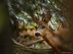 Ree  20250909  Gisteren nog even in De Beneden Moeren gewandeld. Doodstil was het daar, heel weinig vogels gezien of gehoord. Gelukkig hoorde dit jonge bokje mij ook niet toen ik hem daar tussen de bomen ontdekte. Ik speelde even standbeeld en kon zo enkele foto's maken. Deze mooie evenhoevige vierpoter doet aan bosbeheer. Struiken en bomen worden gesnoeid tot ca. twee meter hoogte.