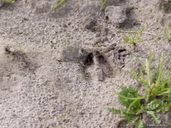 Luzerne, zandoogje, tweehoevig.  20250929  We zien niet veel vogels momenteel in onze natuur. Gelukkig zijn er naast vogels nog andere leuke dingen te zien. Daarom vorige week mijn telelens daarop eens gericht. De oranje luzernevlinger vloog nog rond, zo ook het bont zandoogje. En een spoor van ons mooiste tweehoevig zoogdier is toch ook leuk, niet?