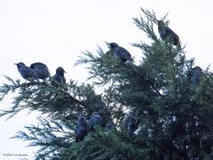 Spreeuw  202501001  Morgen wordt de kliko opgehaald dus daarnet, het was al ruim na zevenen, liep ik de tuin in om die kliko aan straat te gaan zetten. Ik kwam niet ver want een flink gekwebbel trok mijn aandacht. Een flinke groep spreeuwen bleek in mijn hoge conifeer te zijn geland en namen met elkaar luidruchtig nog eens de dag door. Ik kon ze niet goed verstaan want ze praatten allemaal door elkaar. Wat een gezellig geluid is dat, vind ik toch. Ik terug naar binnen om mijn camera te pakken. Het zijn geen