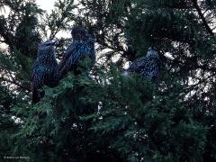 Spreeuw  202501001  Morgen wordt de kliko opgehaald dus daarnet, het was al ruim na zevenen, liep ik de tuin in om die kliko aan straat te gaan zetten. Ik kwam niet ver want een flink gekwebbel trok mijn aandacht. Een flinke groep spreeuwen bleek in mijn hoge conifeer te zijn geland en namen met elkaar luidruchtig nog eens de dag door. Ik kon ze niet goed verstaan want ze praatten allemaal door elkaar. Wat een gezellig geluid is dat, vind ik toch. Ik terug naar binnen om mijn camera te pakken. Het zijn geen