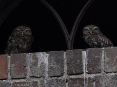 Steenuil  20250817  De Wildert